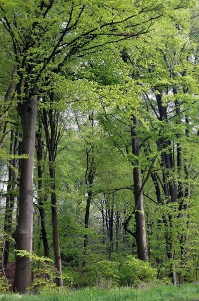 Buchenwald im Frühjahr im Verbreitungsoptimum; die Vitalität und Energie des Bestandes fällt ins Auge. Foto: Hansjörg Küster