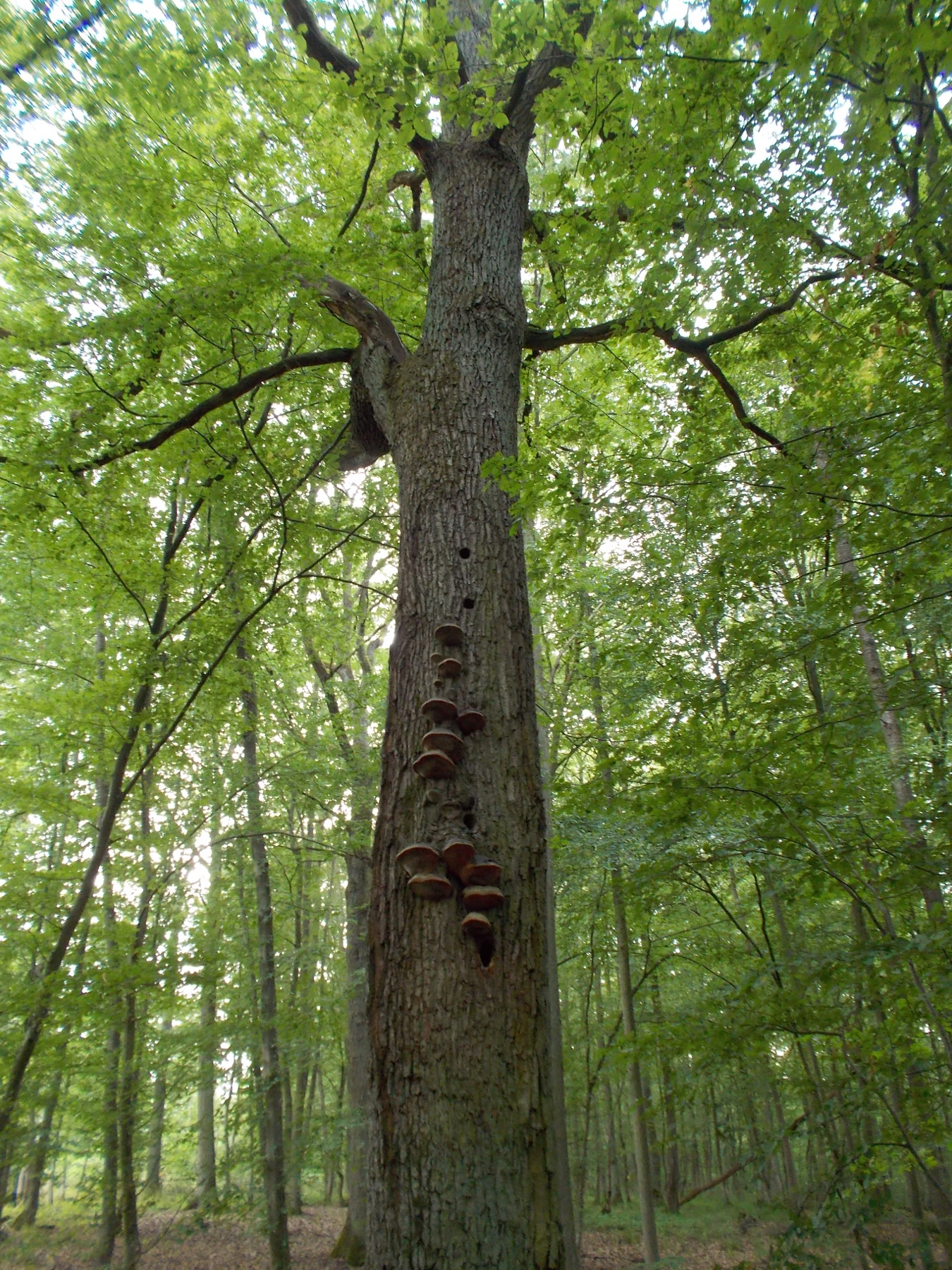 Diese Eiche stirbt wegen junger, in ihre Krone hineinwachsender Buchen langsam ab. (Foto Stefan Müller-Kroehling, LWF)