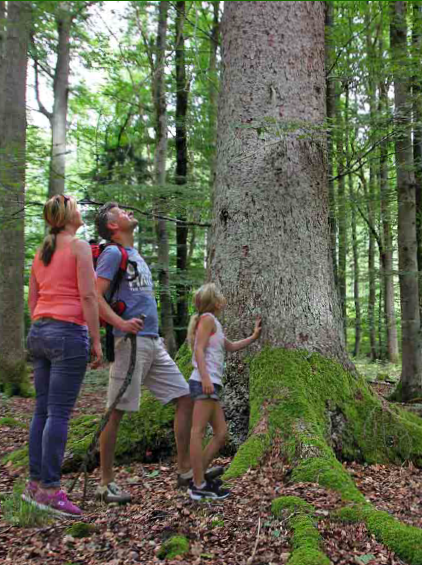Methusalem Wanderweg der Gmd. Steinfeld. Foto: M. Volkmann-Gebharadt