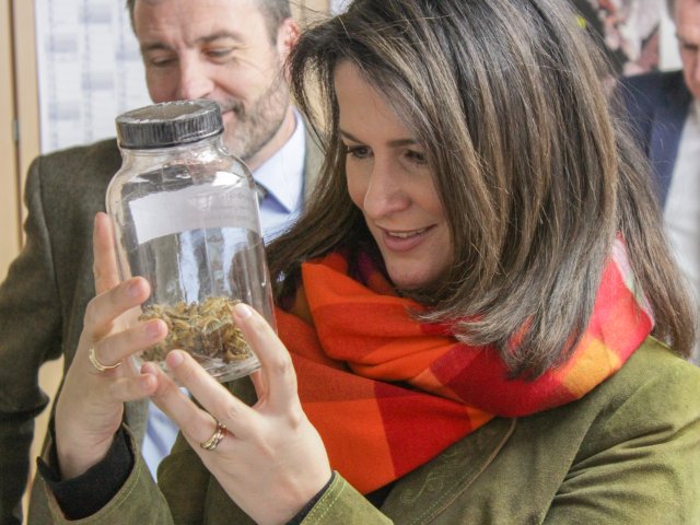 Forstministerin Michaela Kaniber mit Häutungsresten des Eichenprozessionsspinners im Waldschutz-Labor der LWF. Foto: C. Josten, ZWFH