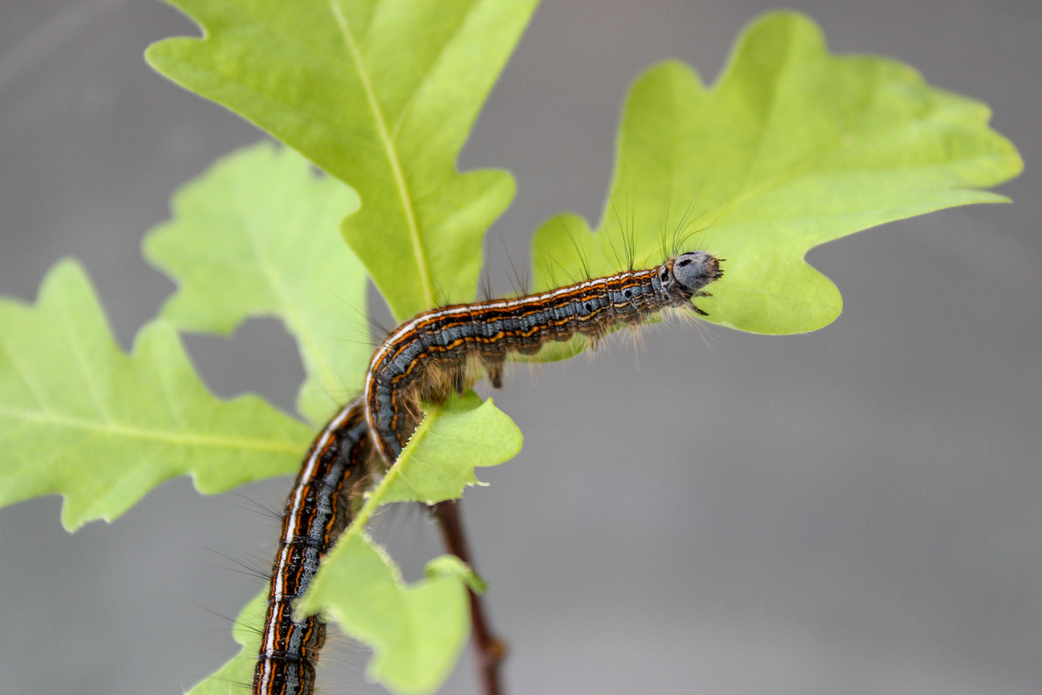 Ringelspinner Malacosoma neustria. Foto: F. Stahl, LWF