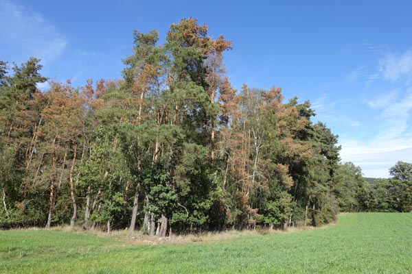 Der voranschreitende Klimawandel setzt dem Wald mitunter stark zu. Im Bild sind Trockenschäden an der Kiefer zu sehen. Foto: M. Friedel