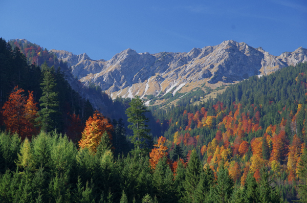Herbststimmung im Allgäuer Bergwald; Foto: B. Mittermeier Herbststimmung im Allgäuer Bergwald; Foto: B. Mittermeier
