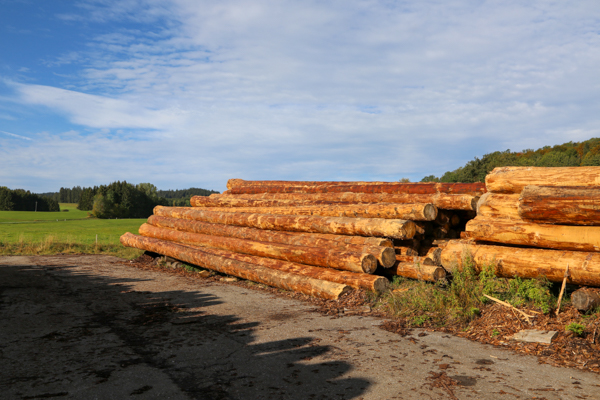 Gelagertes Rundholz eines Sägewerkes im Allgäu; Foto: M. Briechle Gelagertes Rundholz eines Sägewerkes im Allgäu; Foto: M. Briechle