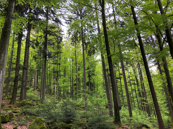 Waldmischung; Foto: TUM Waldmischung Foto TUM 1