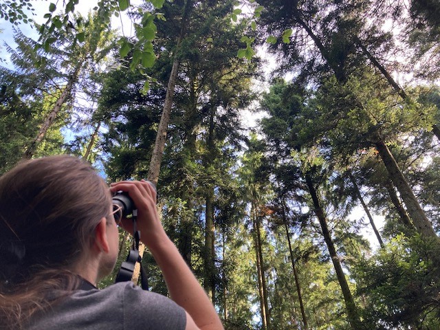 Erst der Blick durchs Fernglas gibt Aufschluss über feine Unterschiede von Kronenschädigungen. Der Nadel-/Blattverlust wird dann in 5 %-Schritten angesprochen. Foto: C. Josten, ZWFH Erst der Blick durchs Fernglas gibt Aufschluss über feine Unterschiede von Kronenschädigungen. Der Nadel-/Blattverlust wird dann in 5 %-Schritten angesprochen. Foto: C. Josten, ZWFH