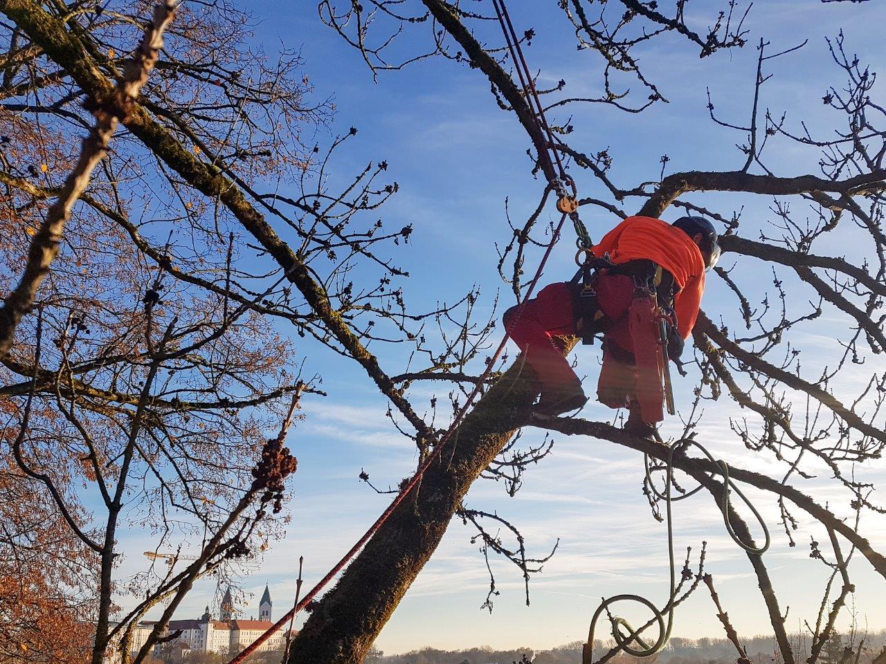 Ab dem Wintersemester 2023 kann in Freising an der HSWT "Arboristik und urbanes Waldmanagement" studiert werden. Foto: S. Schwanenhorst Ab dem Wintersemester 2023 kann in Freising an der HSWT "Arboristik und urbanes Waldmanagement" studiert werden. Foto: S. Schwanenhorst